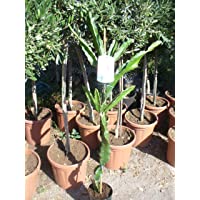 Fruta del dragón- Hylocereus- monacanthus- Planta aprox.120-140cm- Pitaya- Pitahaya- cactus